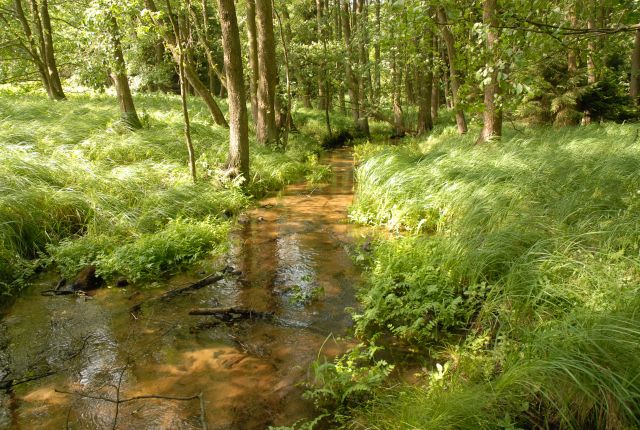 Jemmeritzer Moor