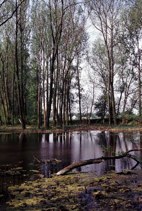NSG "Cösitzer Teich"