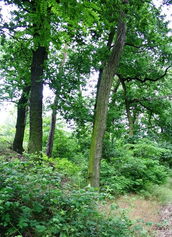 NSG "Rößling"