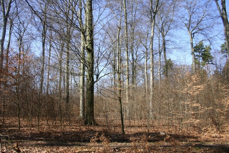NSG "Thielenheide"