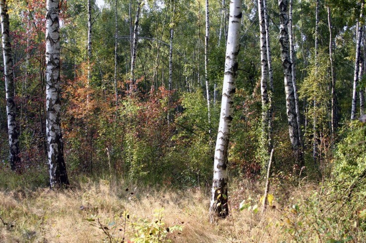 NSG "Grubengelände Nordfeld Jaucha"