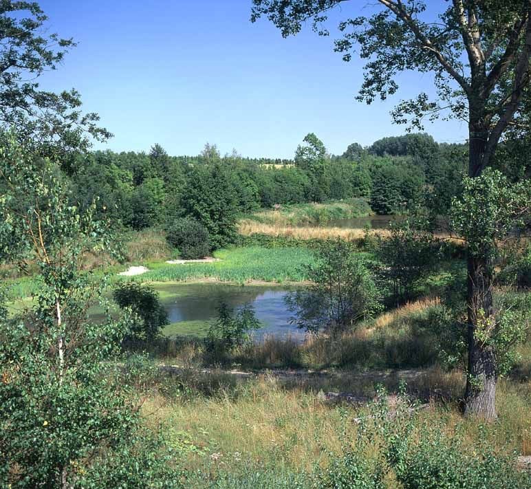 NSG "Heideteiche bei Osterfeld"