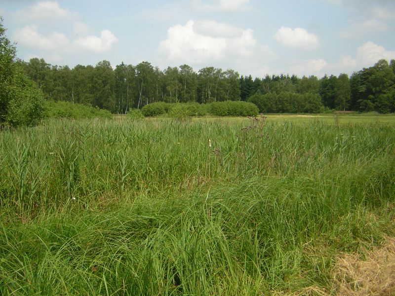 NSG "Harper Moor"