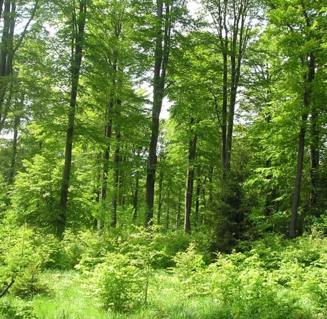 NSG Radeweg