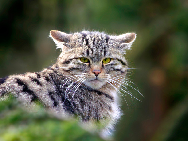 Wildkatze