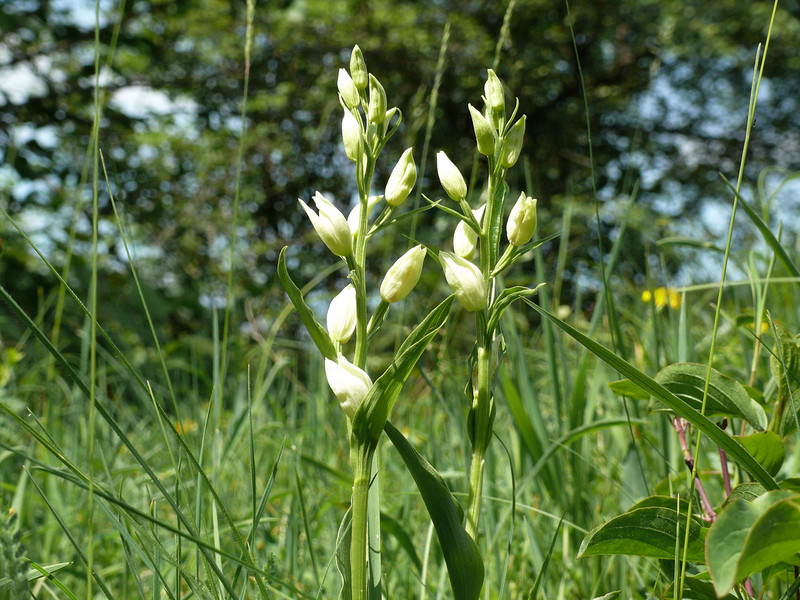 Waldvöglein