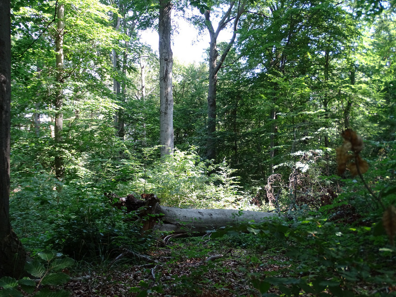 NSG "Osteroder Holz"
