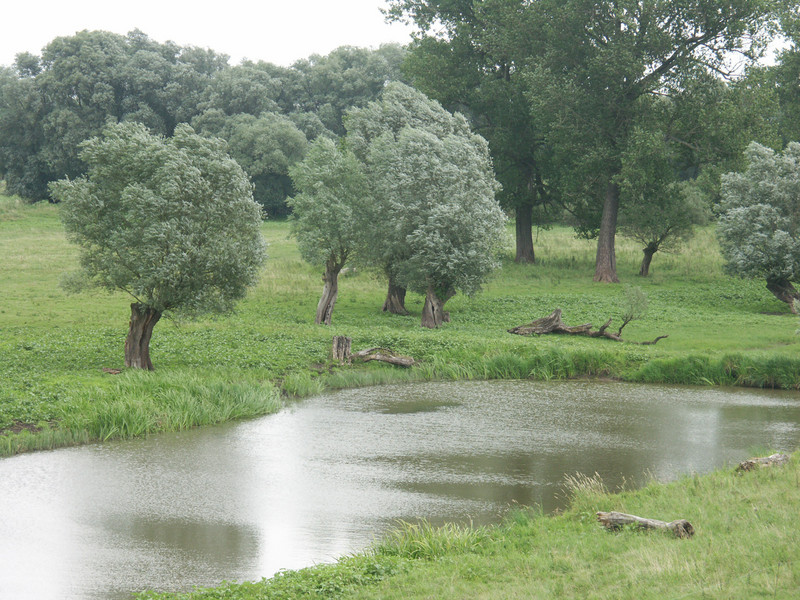 Bruchweide