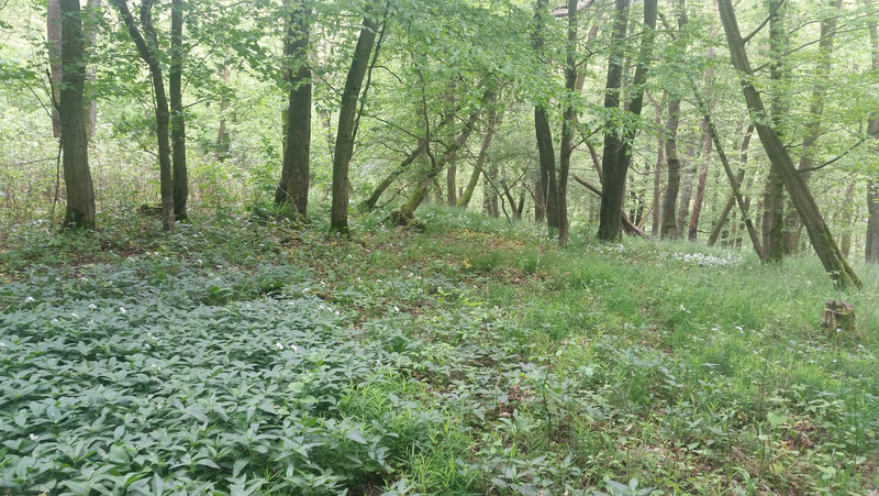 NSG "Ziegenberg"