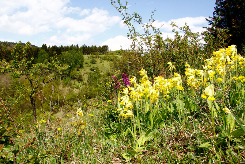 Echte Schlüsselblume