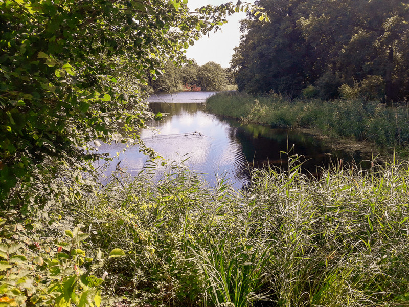 Alte Elbe mit Auenwald