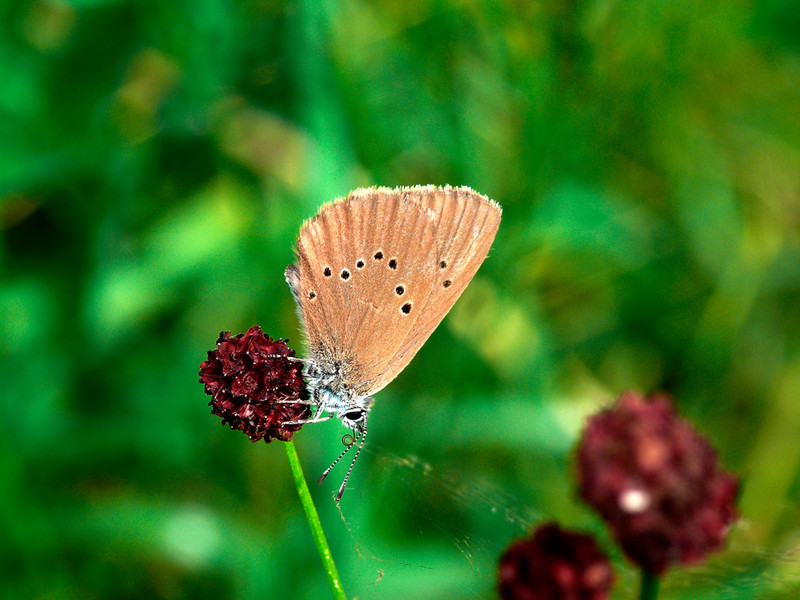 Dunkler Wiesenknopf-Ameisen-Bläuling