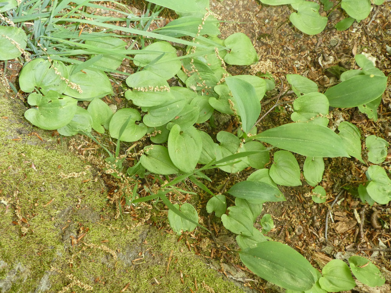 Zweiblättrige Schattenblume