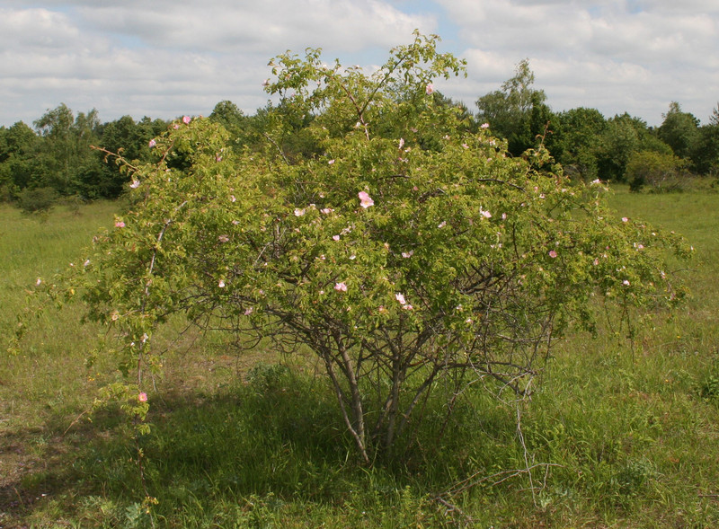 Wildrose
