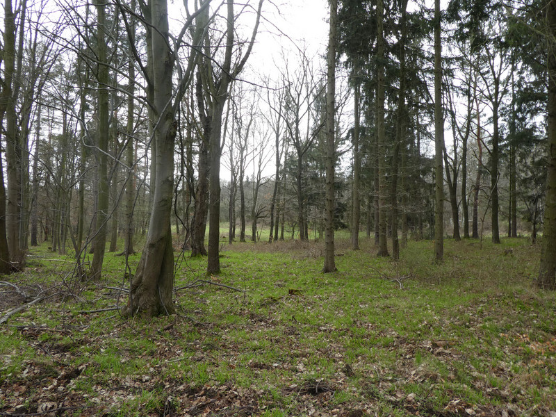 NSG "Alte Burg"