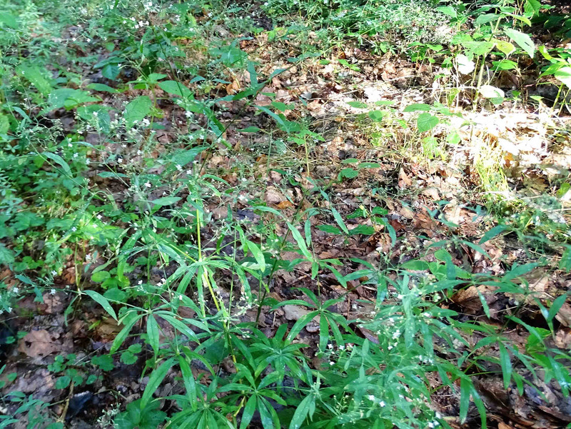 Waldmeister